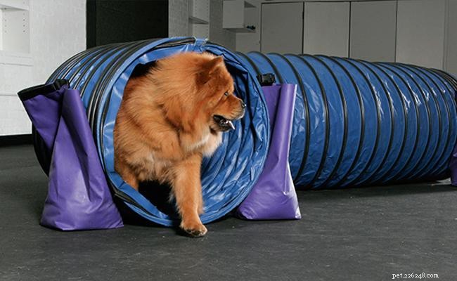 Chow Chow: Comprehensive Guide to the Noble Chinese Working Dog