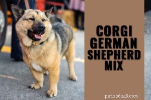 Chow Chow: Comprehensive Guide to the Noble Chinese Working Dog