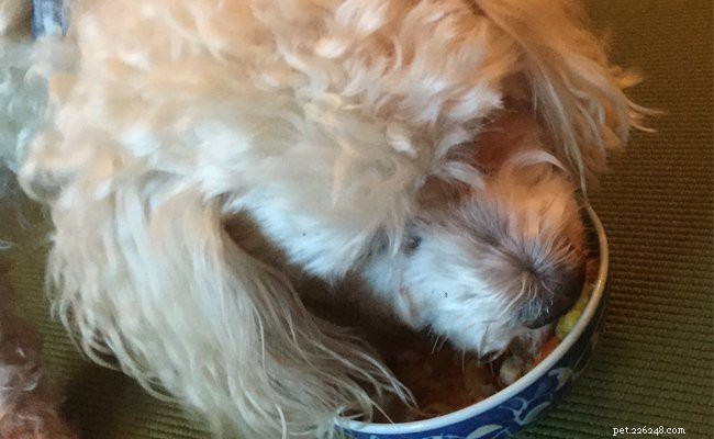 Cockapoo Puppies: Comprehensive Breed Profile & Care Guide