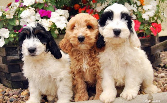 Cockapoo Puppies: Comprehensive Breed Profile & Care Guide