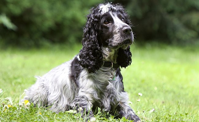 Cocker Spaniel Guide: All You Need to Know About This Charming Breed