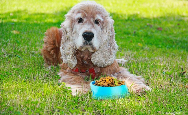 Cocker Spaniel Guide: All You Need to Know About This Charming Breed