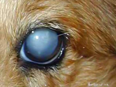 Cocker Spaniel Guide: All You Need to Know About This Charming Breed