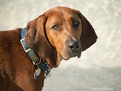 Coonhound: Comprehensive Guide to the Classic Hunter Dog