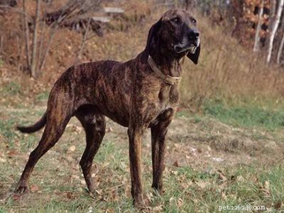 Coonhound: Comprehensive Guide to the Classic Hunter Dog