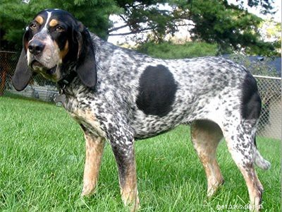 Coonhound: Comprehensive Guide to the Classic Hunter Dog