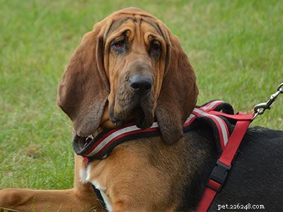 Coonhound: Comprehensive Guide to the Classic Hunter Dog