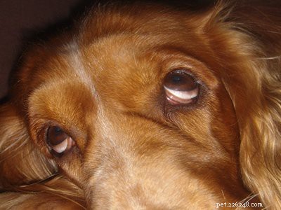 Cocker Spaniel Guide: All You Need to Know About This Charming Breed