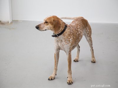 Coonhound: Comprehensive Guide to the Classic Hunter Dog