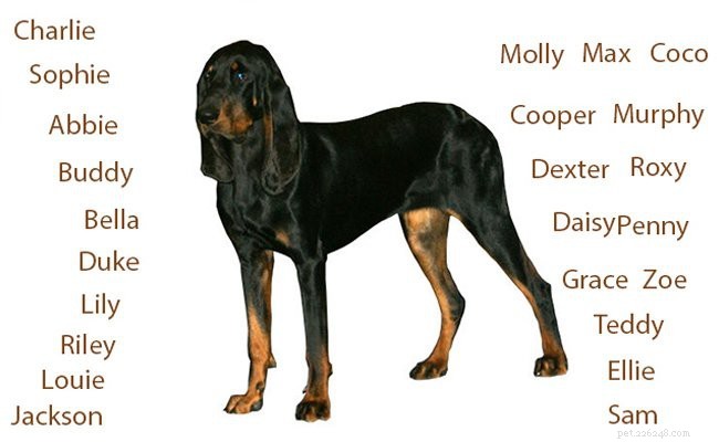 Coonhound: Comprehensive Guide to the Classic Hunter Dog
