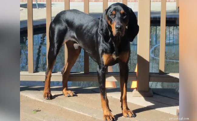 Coonhound: Comprehensive Guide to the Classic Hunter Dog