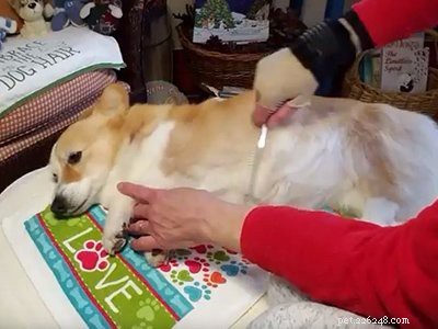 10 Essential Facts About Corgi Puppies: Everything You Need to Know