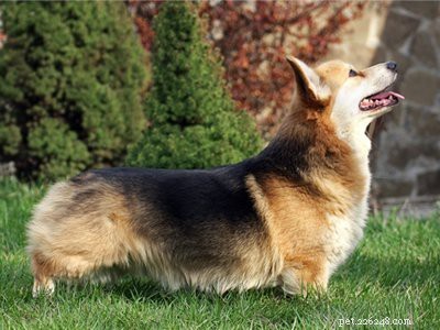 10 Essential Facts About Corgi Puppies: Everything You Need to Know