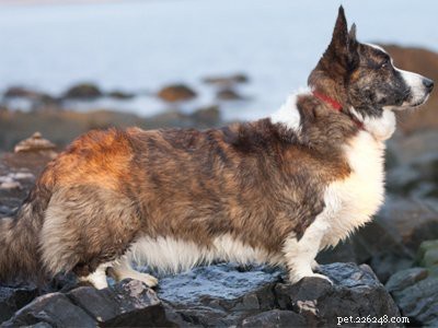 10 Essential Facts About Corgi Puppies: Everything You Need to Know