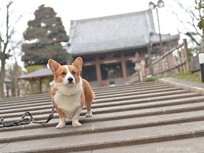 10 Essential Facts About Corgi Puppies: Everything You Need to Know