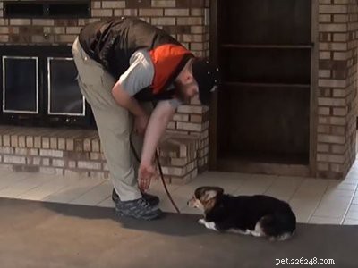 10 Essential Facts About Corgi Puppies: Everything You Need to Know
