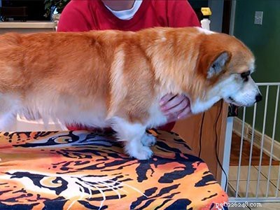 10 Essential Facts About Corgi Puppies: Everything You Need to Know