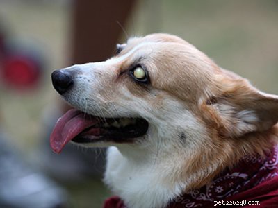 10 Essential Facts About Corgi Puppies: Everything You Need to Know