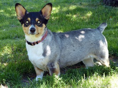 10 Essential Facts About Corgi Puppies: Everything You Need to Know