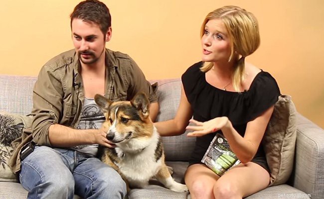 10 Essential Facts About Corgi Puppies: Everything You Need to Know