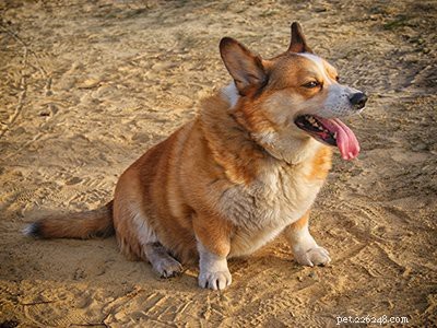 10 Essential Facts About Corgi Puppies: Everything You Need to Know