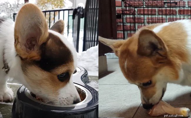 10 Essential Facts About Corgi Puppies: Everything You Need to Know