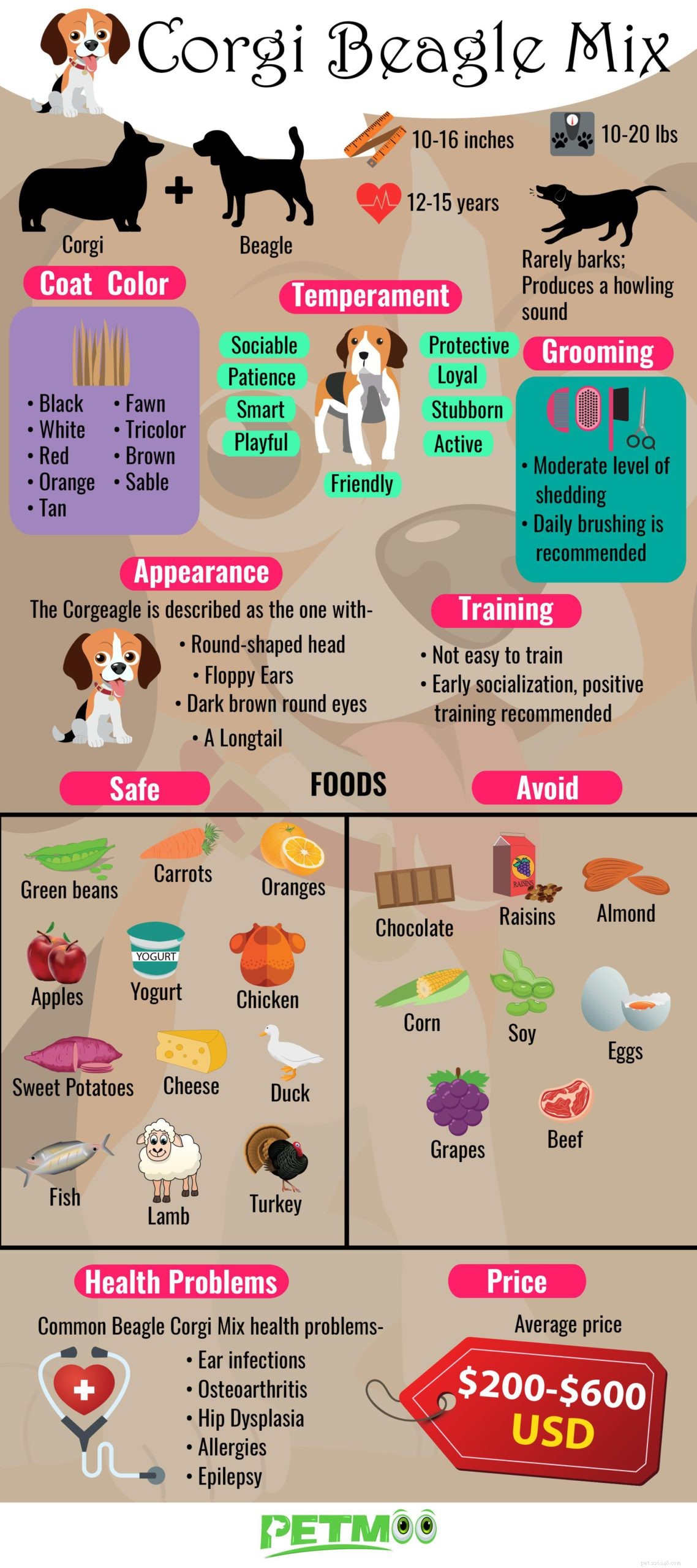 Corgi‑Beagle Mix: Comprehensive Breed Profile & Care Guide