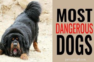 Corgi‑German Shepherd Mix: 10 Essential Facts About the Corman Shepherd