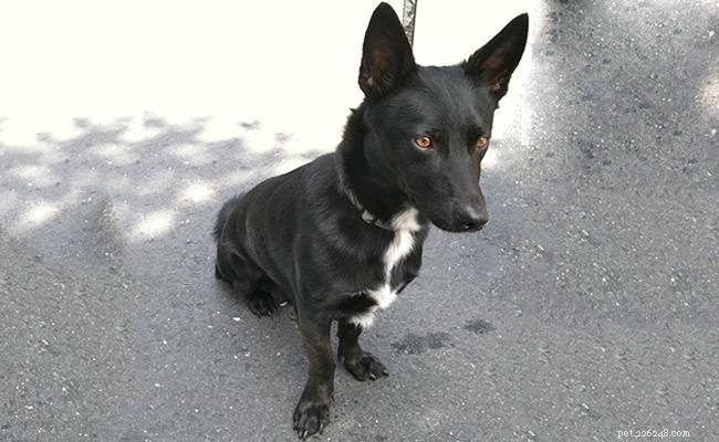 Corgi‑German Shepherd Mix: 10 Essential Facts About the Corman Shepherd
