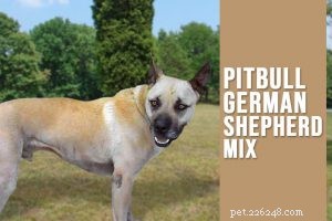 Corgi‑Husky Mix (Horgi) Guide: Traits, Care & Temperament