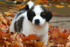 Corgi Mix Breeds: 12 Stunning Hybrid Varieties & Their Traits