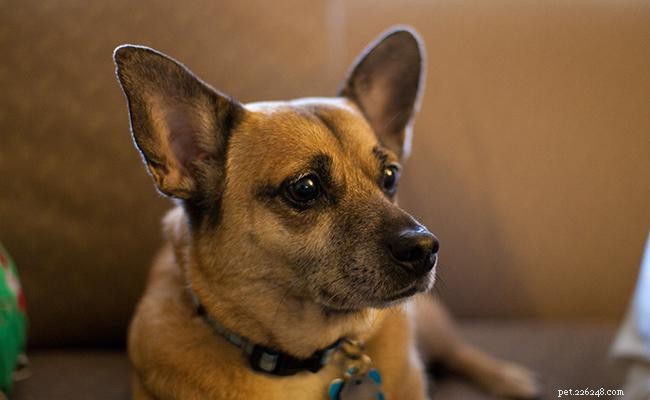 Corgi Mix Breeds: 12 Stunning Hybrid Varieties & Their Traits