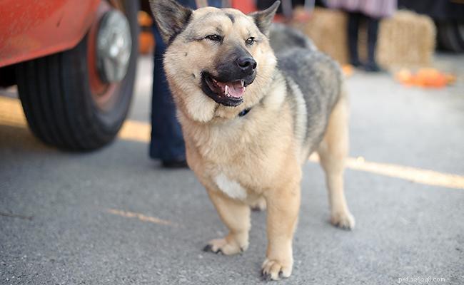 Corgi Mix Breeds: 12 Stunning Hybrid Varieties & Their Traits