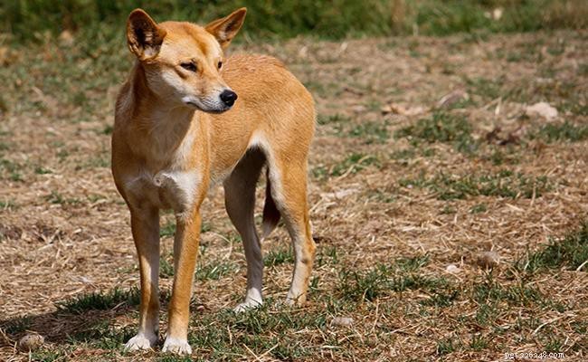 Dingos Demystified: Are They Dogs and Can They Be Pets?