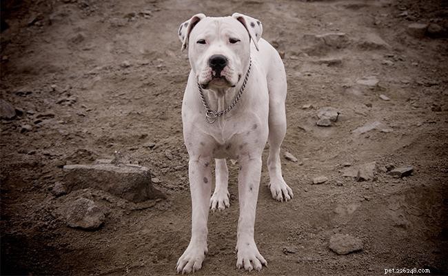 Dogo Argentino: Breed Profile, Care Tips & Characteristics