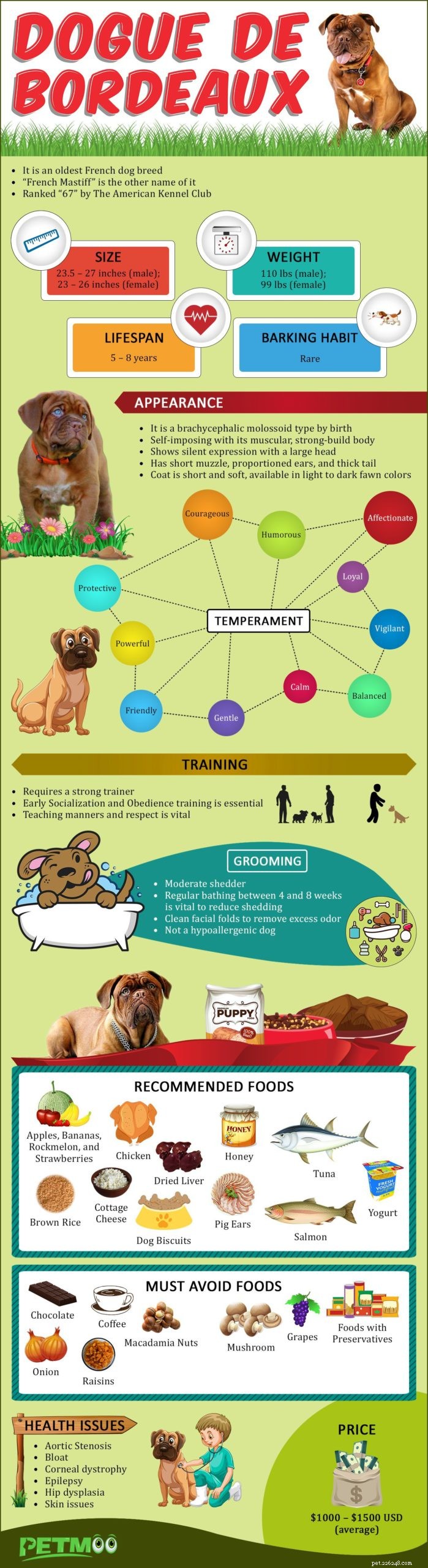 Dogue de Bordeaux – French Mastiff Breed Profile