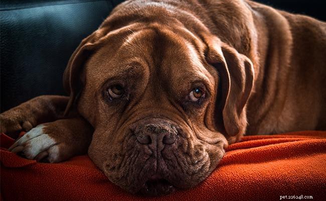 Dogue de Bordeaux – French Mastiff Breed Profile