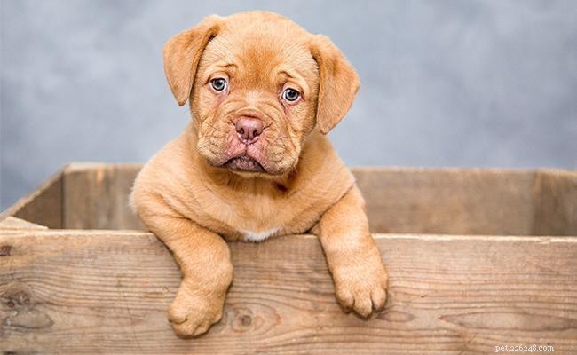 Dogue de Bordeaux – French Mastiff Breed Profile