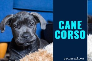 Dogue de Bordeaux – French Mastiff Breed Profile
