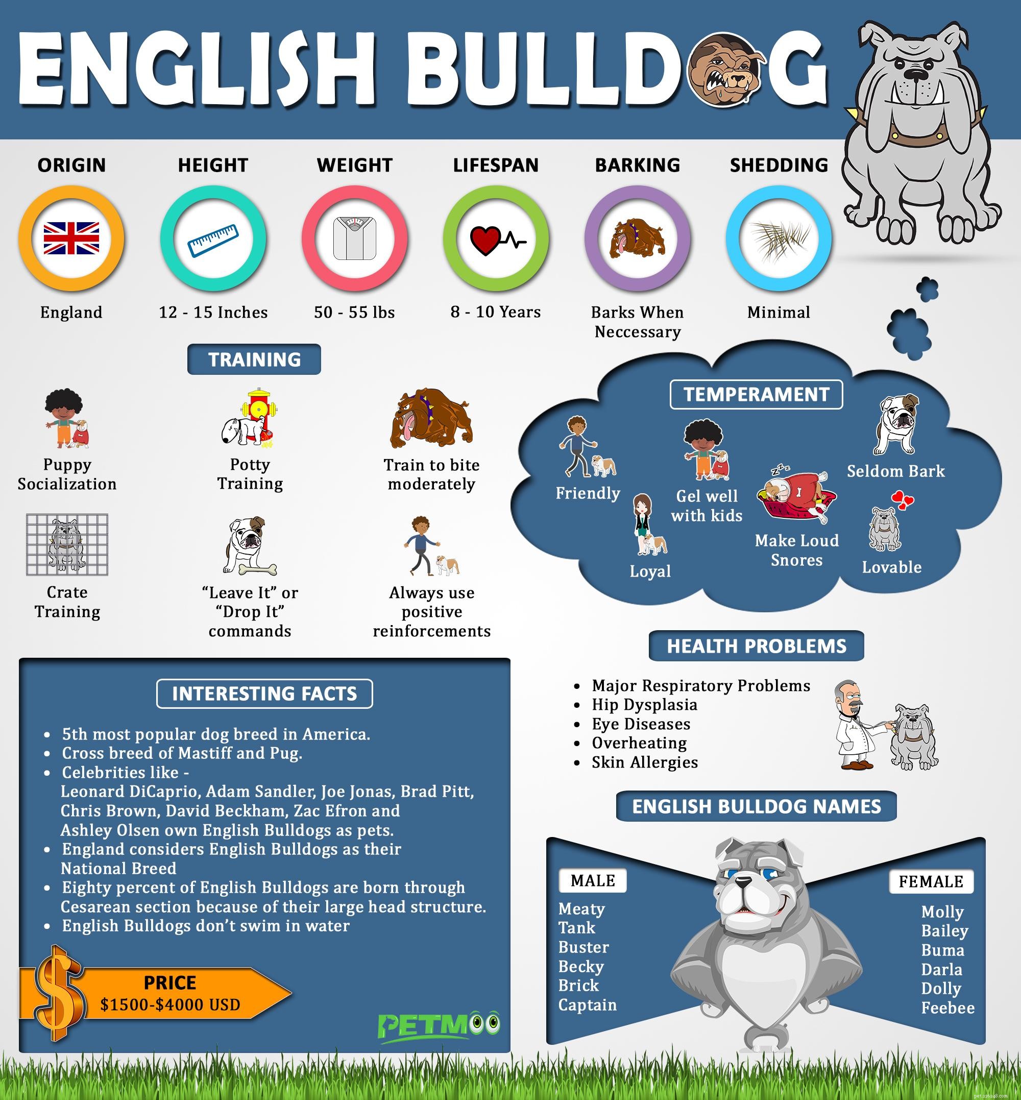 Essential Facts About English Bulldog Puppies