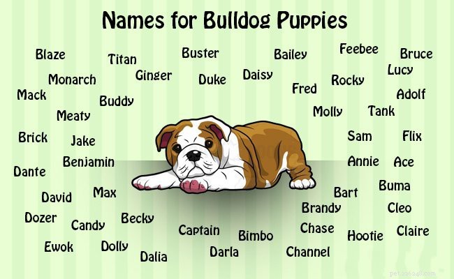 Essential Facts About English Bulldog Puppies