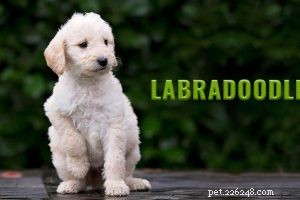 Essential Facts About English Bulldog Puppies