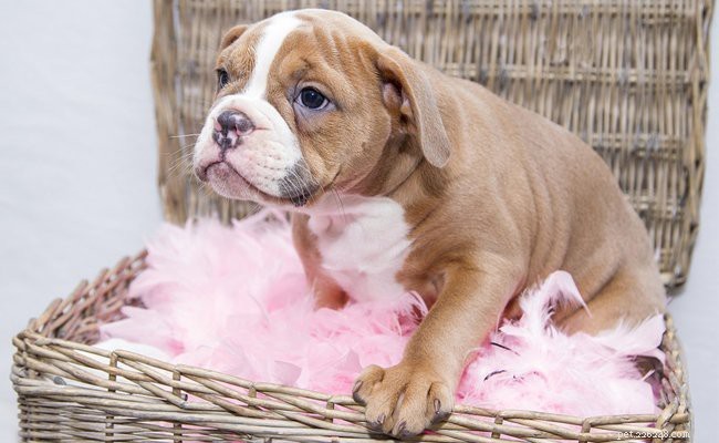 Essential Facts About English Bulldog Puppies