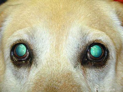 English vs. American Labrador Retrievers: Key Facts & Breed Comparison