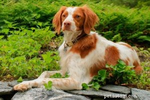 English vs. American Labrador Retrievers: Key Facts & Breed Comparison