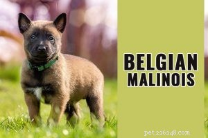 English vs. American Labrador Retrievers: Key Facts & Breed Comparison