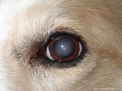 English vs. American Labrador Retrievers: Key Facts & Breed Comparison