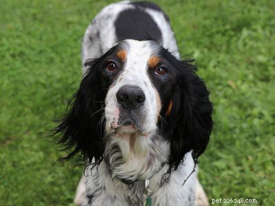 English Setter: Trusted Companion & Skilled Hunting Dog