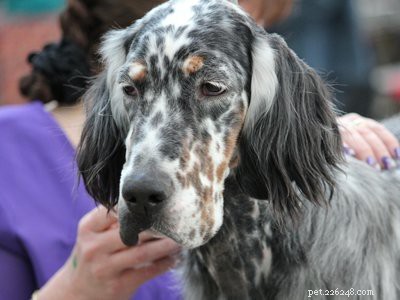 English Setter: Trusted Companion & Skilled Hunting Dog