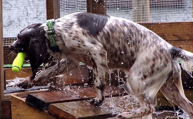 English Springer Spaniel: Essential Facts & Traits for Prospective Owners